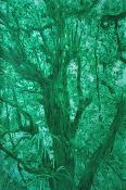 England Forest #1 Vieux Tamarin